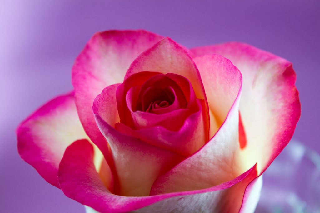 the_flower_shop_bury_florist_wedding_funeral_plants_gifts_valentines_roses_tulips_birthday