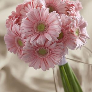 Pink Gerbera Bouquet